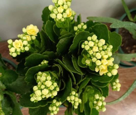 冬季也能翠绿的几种花卉 冬季也能翠绿的几种花卉