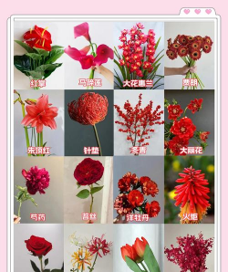 常见花品种有哪些 常见花品种有哪些