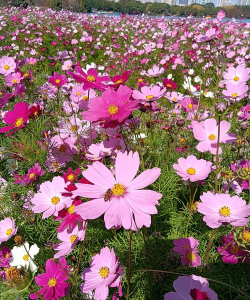 格桑花开的时候 格桑花开的时候