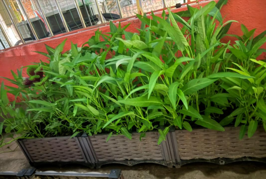 冬天通菜种植怎么种植的 冬天通菜种植怎么种植的