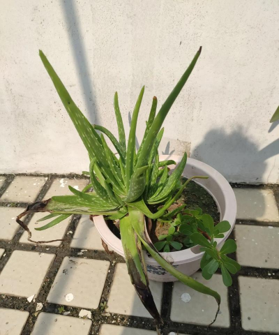 冬天芦荟会冻死吗 冬天芦荟会冻死吗