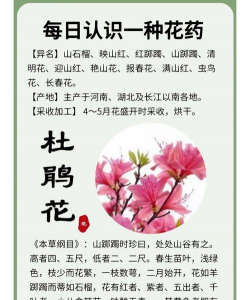 杜鹃花的资料 杜鹃花的资料