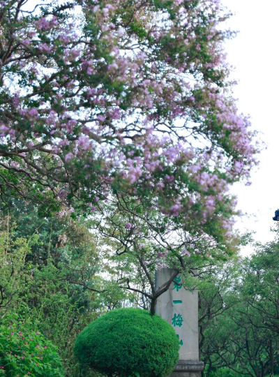 明孝陵赏花有哪些花 明孝陵赏花有哪些花