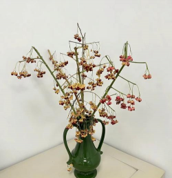 白杜的养殖方法及注意事项 白杜的养殖方法及注意事项