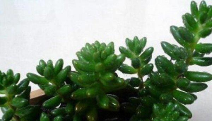 多肉玉米石的养殖方法 多肉玉米石的养殖方法