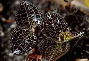 野生金线莲多少钱一斤 野生金线莲多少钱一斤