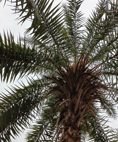 海枣树的养殖方法及注意事项 海枣树的养殖方法及注意事项