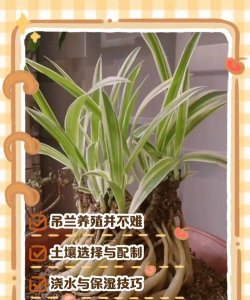 彩叶吊兰的养殖方法 彩叶吊兰的养殖方法