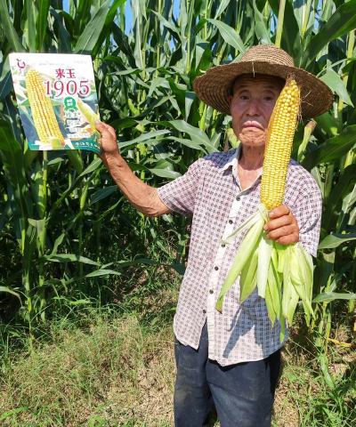 来玉1905玉米品种 来玉1905玉米品种