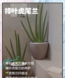 棒叶虎尾兰 棒叶虎尾兰