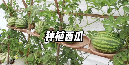 种植袋中西瓜怎么种植的 种植袋中西瓜怎么种植的