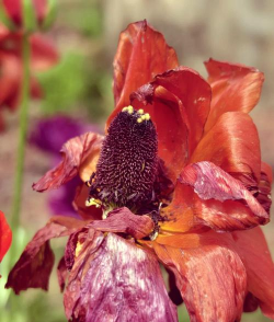 春天有哪些花凋谢 春天有哪些花凋谢