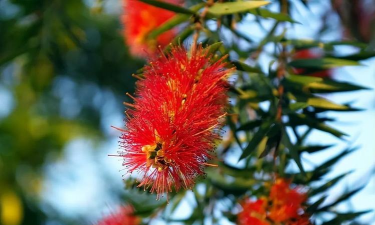 针状的花有哪些 针状的花有哪些