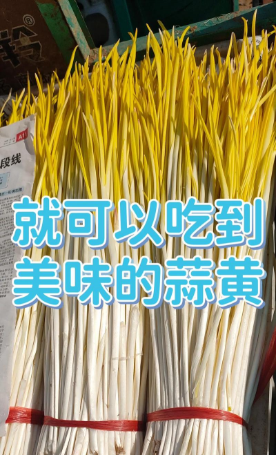 种植大蒜黄怎么样种植 种植大蒜黄怎么样种植