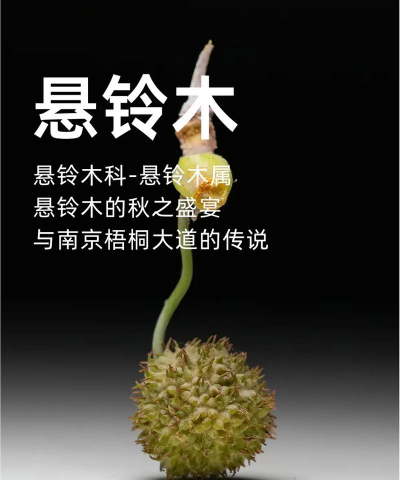 悬铃木是属于什么植物 悬铃木是属于什么植物