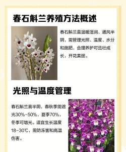 石斛养殖方法与技巧 石斛养殖方法与技巧