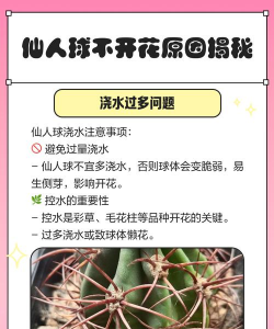 仙人米为什么不开花 仙人米为什么不开花