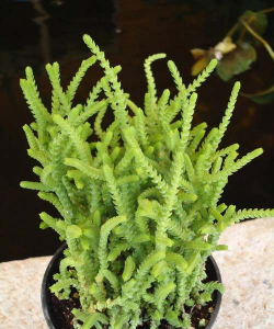 青锁龙 青锁龙百科 青锁龙 青锁龙百科