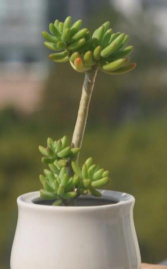 八千代 八千代百科 八千代 八千代百科