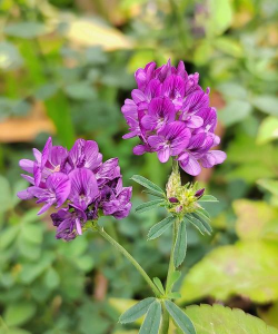 紫花苜蓿 紫花苜蓿百科 紫花苜蓿 紫花苜蓿百科
