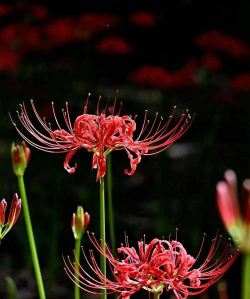 彼岸花 彼岸花百科 彼岸花 彼岸花百科