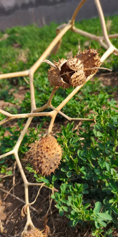 曼陀罗 曼陀罗百科 曼陀罗 曼陀罗百科
