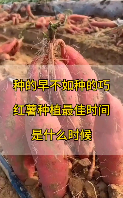 地瓜什么时候种 地瓜什么时候种