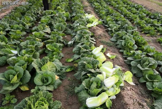 娃娃菜种植技术 娃娃菜种植技术