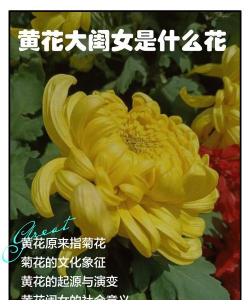 黄花大闺女中的黄花指的是什么花 黄花大闺女中的黄花指的是什么花