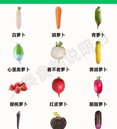 萝卜 萝卜百科 萝卜 萝卜百科