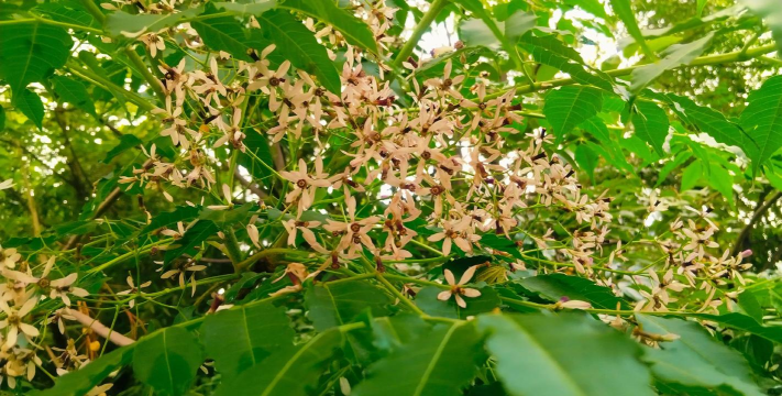 苦的花有哪些 苦的花有哪些