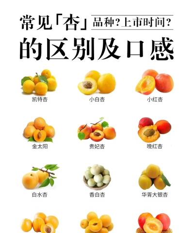 杏 杏百科 杏 杏百科