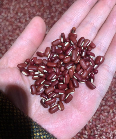 红小豆 红小豆百科 红小豆 红小豆百科