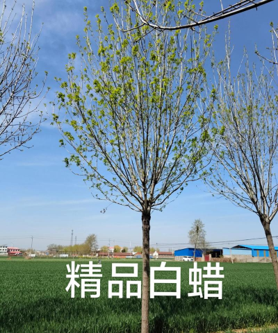 白蜡 白蜡百科 白蜡 白蜡百科