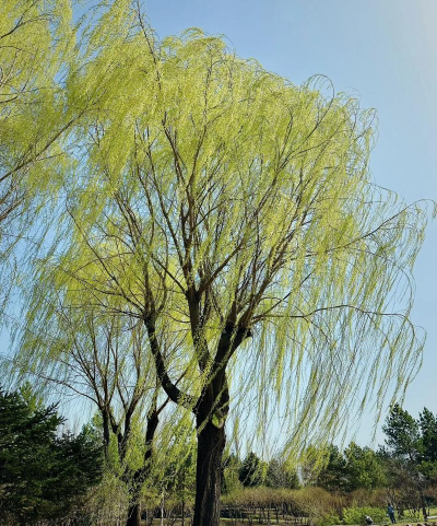 柳树 柳树百科 柳树 柳树百科