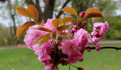 日本晚樱 日本晚樱百科 日本晚樱 日本晚樱百科