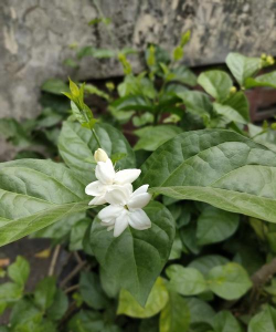 毛茉莉 毛茉莉百科 毛茉莉 毛茉莉百科