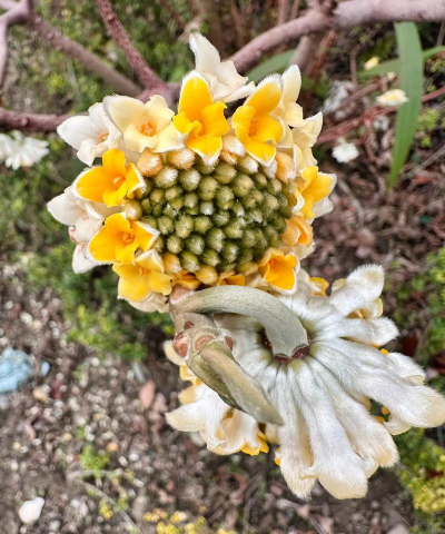 结香 结香百科 结香 结香百科