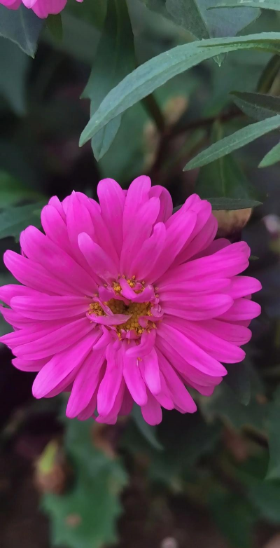 翠菊 翠菊百科 翠菊 翠菊百科