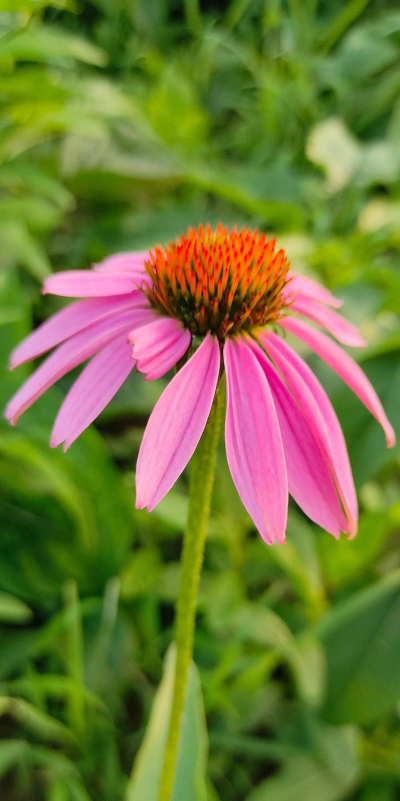 松果菊 松果菊百科 松果菊 松果菊百科