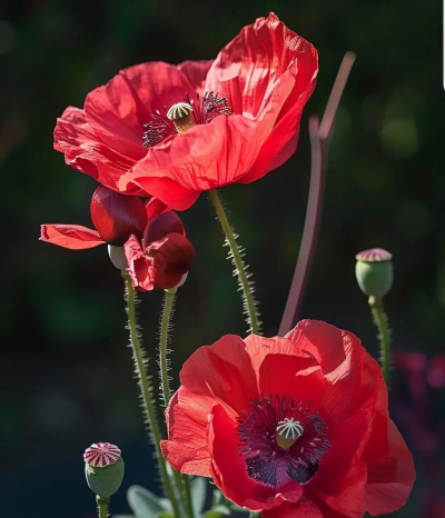 虞美人 虞美人百科 虞美人 虞美人百科