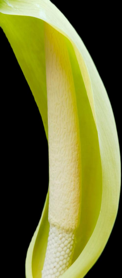 海芋花 海芋花百科 海芋花 海芋花百科