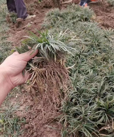 麦冬草 麦冬草百科 麦冬草 麦冬草百科