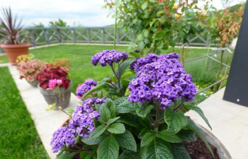 香水草 香水草百科 香水草 香水草百科