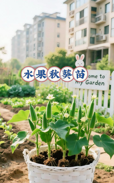 水果苗种植阳台怎么种植 水果苗种植阳台怎么种植
