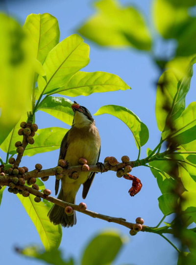 白头翁 白头翁百科 白头翁 白头翁百科