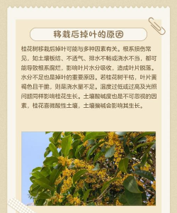 桂花在什么时候掉落 桂花在什么时候掉落