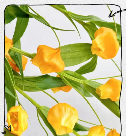 宫灯百合 宫灯百合百科 宫灯百合 宫灯百合百科