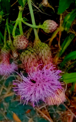 藿香蓟 藿香蓟百科 藿香蓟 藿香蓟百科