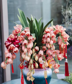 新年宵花有哪些 新年宵花有哪些